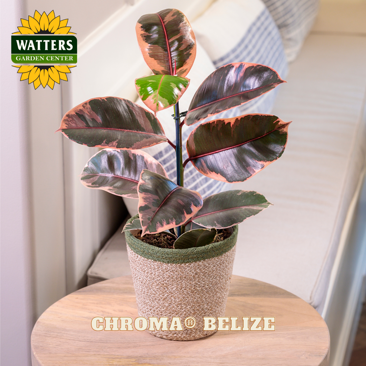 Potted plant with pink and green leaves on a wooden stool, branded with Watters Garden Center.