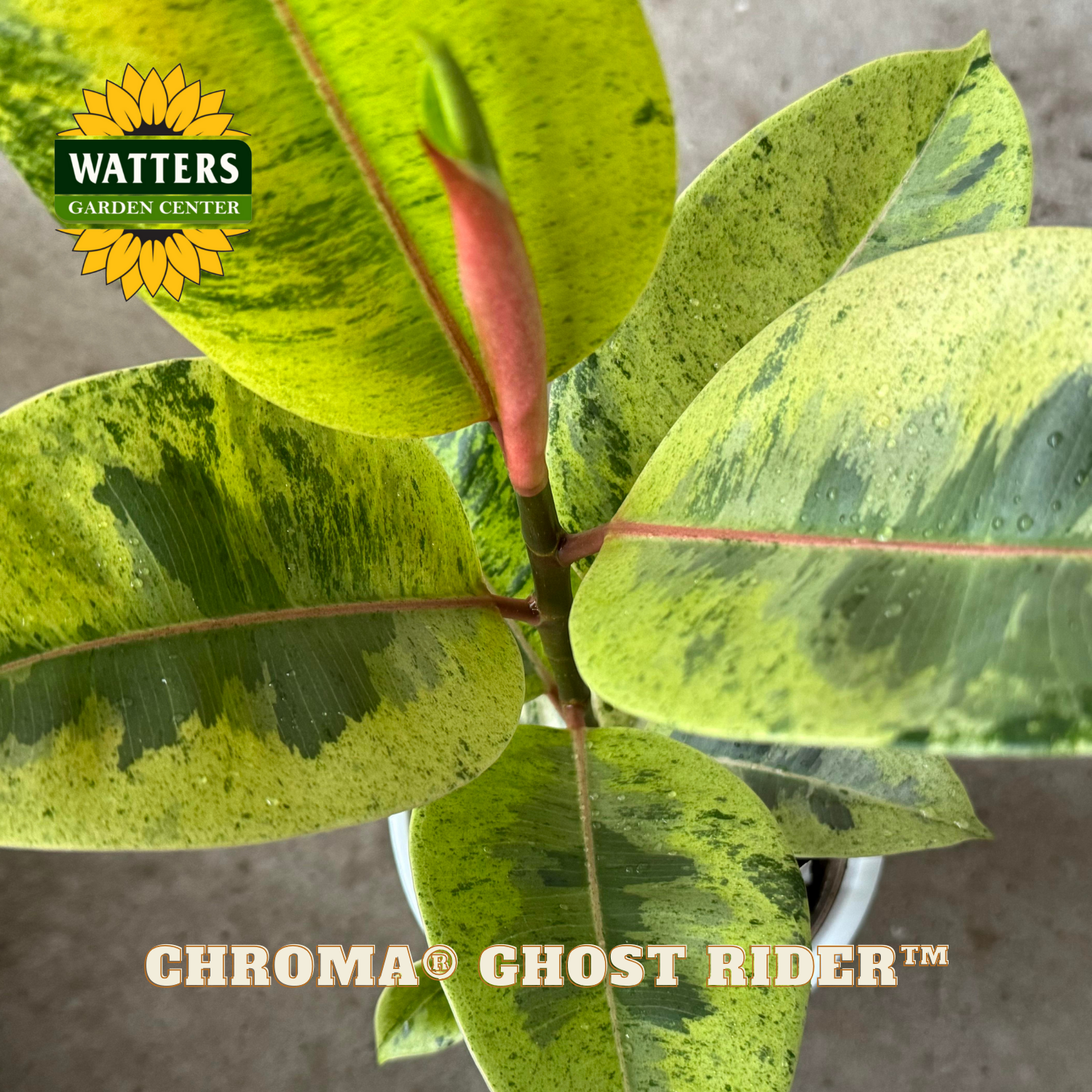 Close-up of a plant with green leaves and a red bud, branded with Watters Garden Center logo.