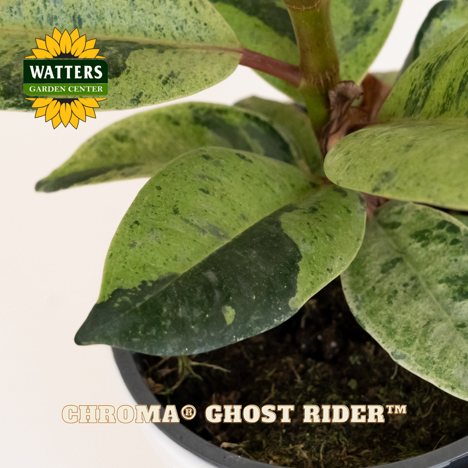 Potted plant with 'Watters Garden Center' logo and 'Chroma Ghost Rider' branding.