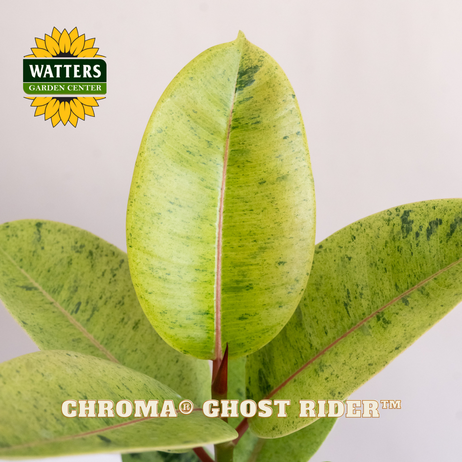 Close-up of a green leaf with Watters Garden Center logo and 'Chroma Ghost Rider' text.