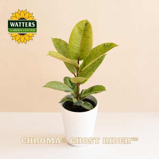 Potted plant with Watters Garden Center logo on a beige background