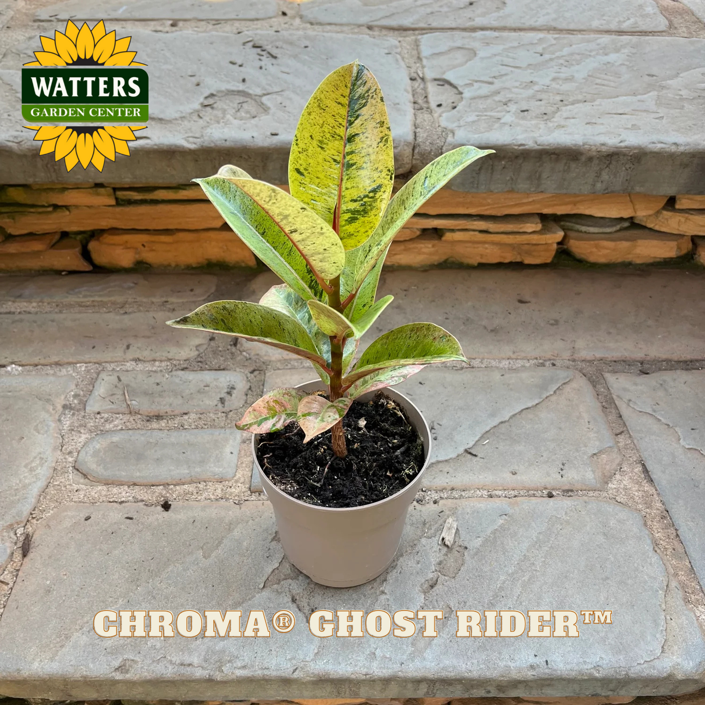 Potted plant labeled 'Chroma Ghost Rider' on a stone surface with Watters Garden Center branding.