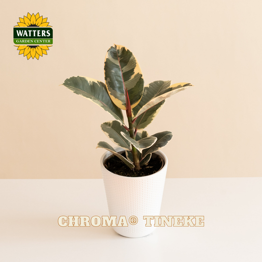 Chroma® Tineke