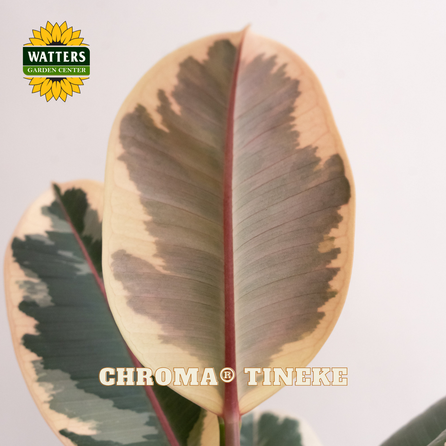 Chroma® Tineke