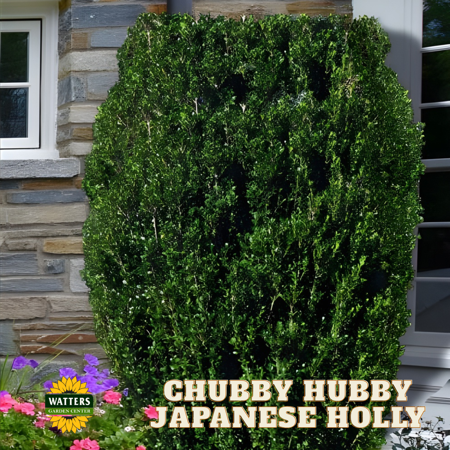 Chubby Hubby™ Japanese Holly (ILEX C. CHUBBY HUBBY) - 3 gallon