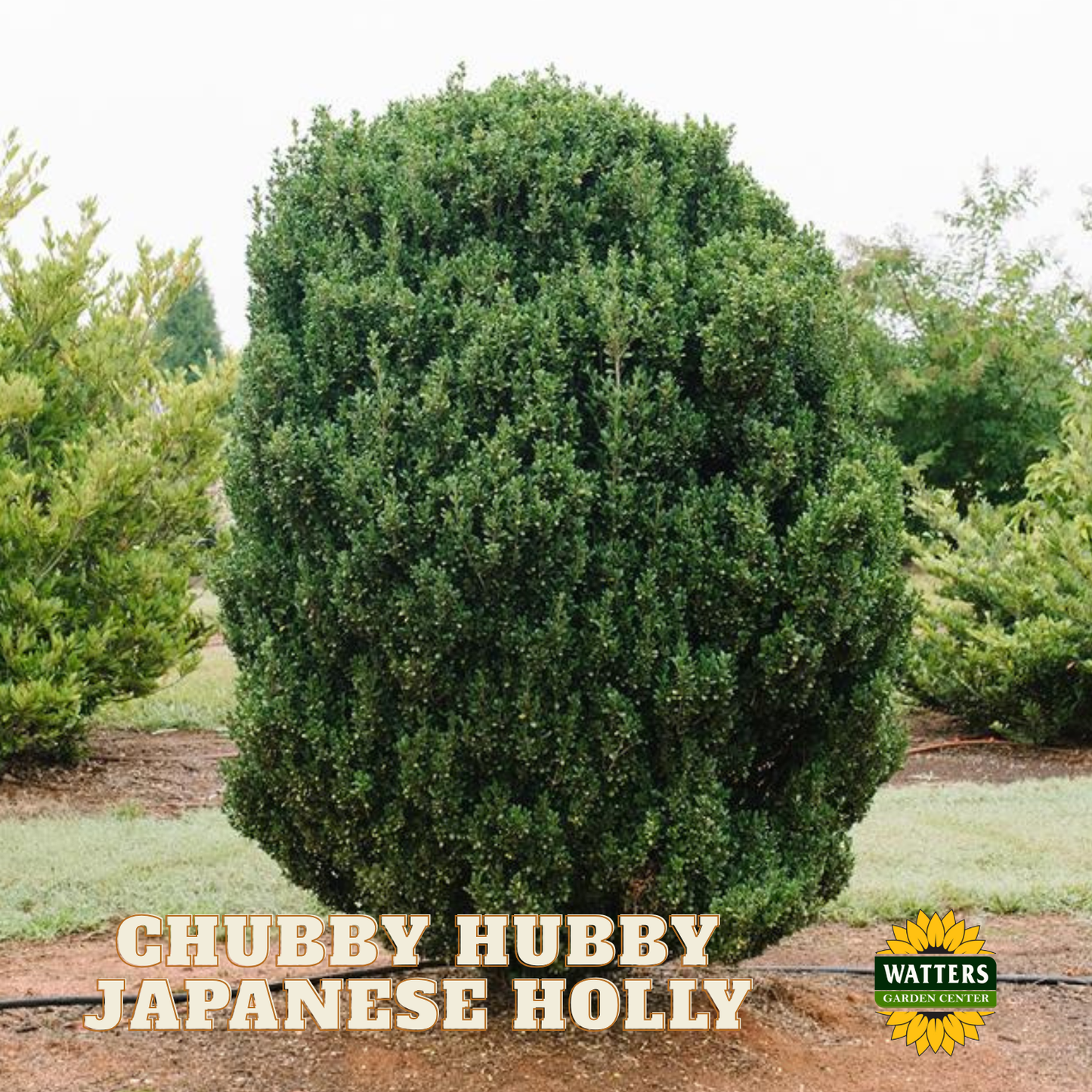 Chubby Hubby™ Japanese Holly (ILEX C. CHUBBY HUBBY) - 3 gallon