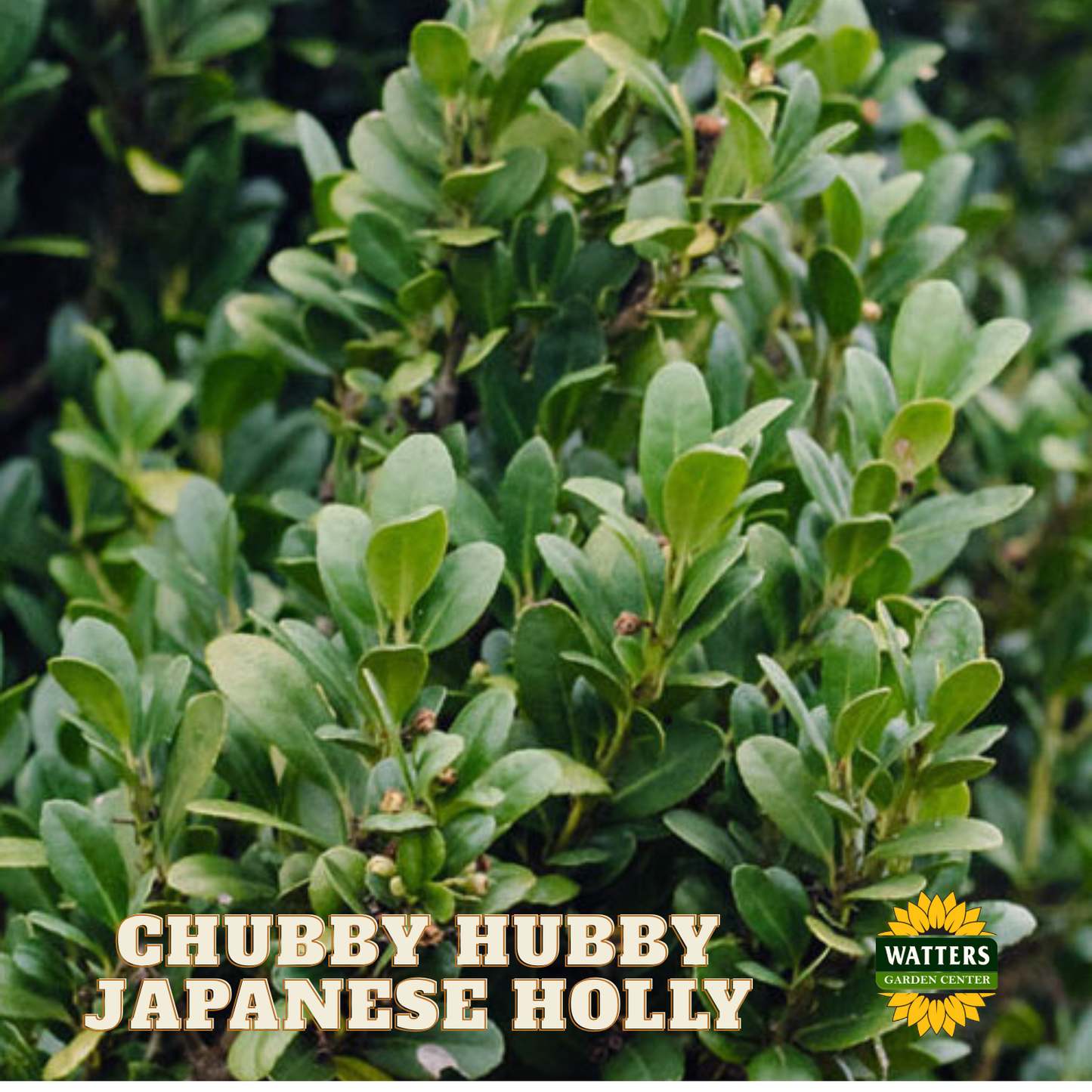 Chubby Hubby™ Japanese Holly (ILEX C. CHUBBY HUBBY) - 3 gallon