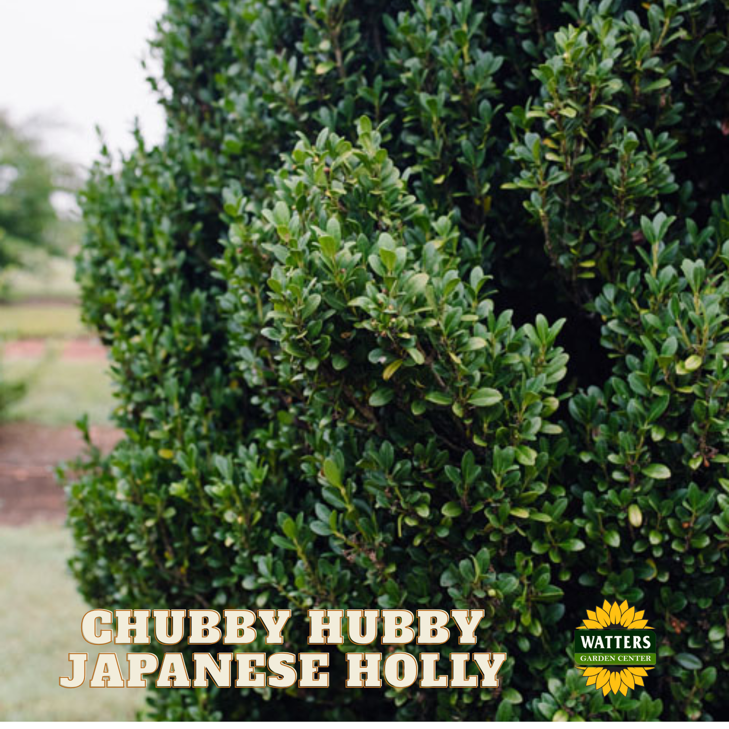 Chubby Hubby™ Japanese Holly (ILEX C. CHUBBY HUBBY) - 3 gallon