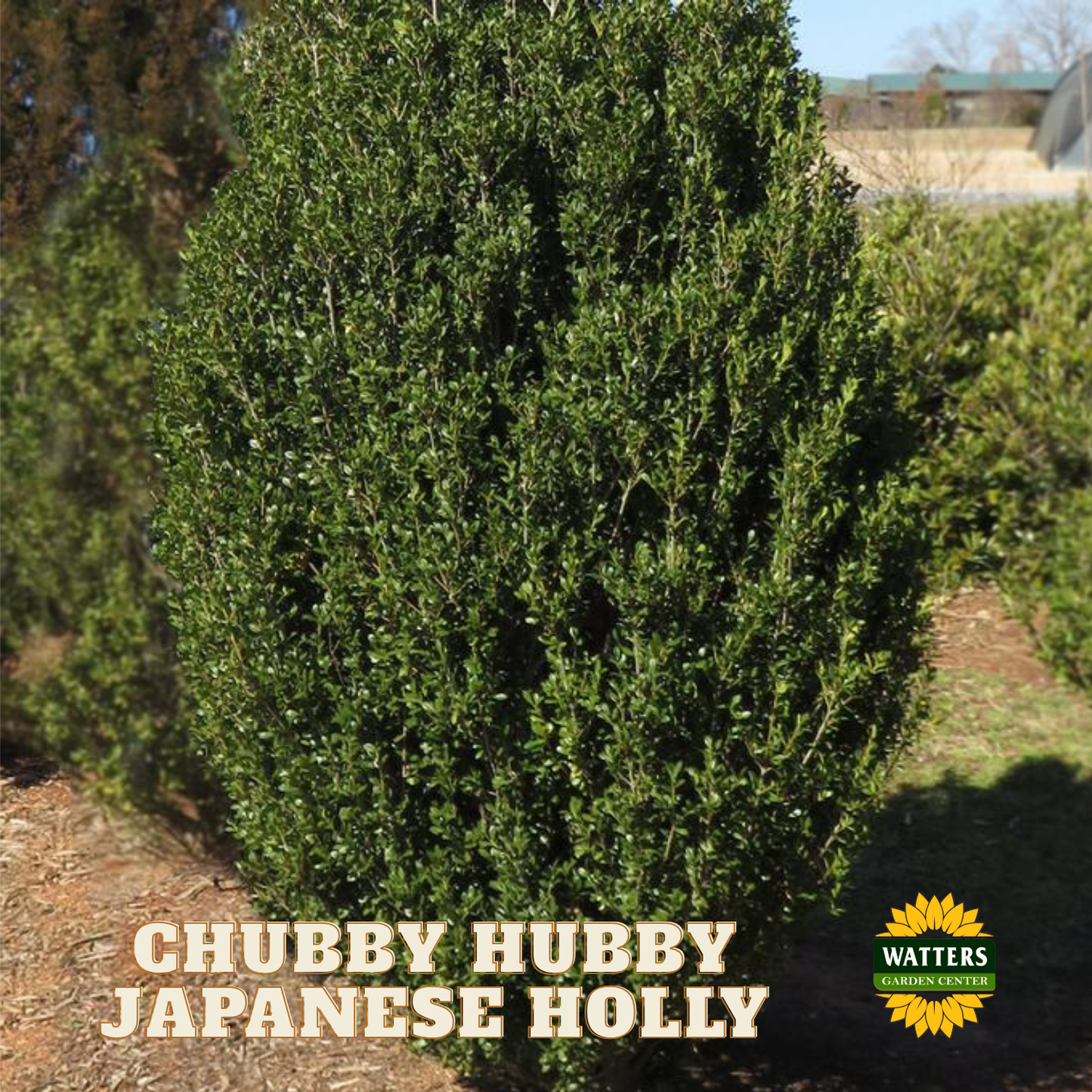 Chubby Hubby™ Japanese Holly (ILEX C. CHUBBY HUBBY) - 3 gallon