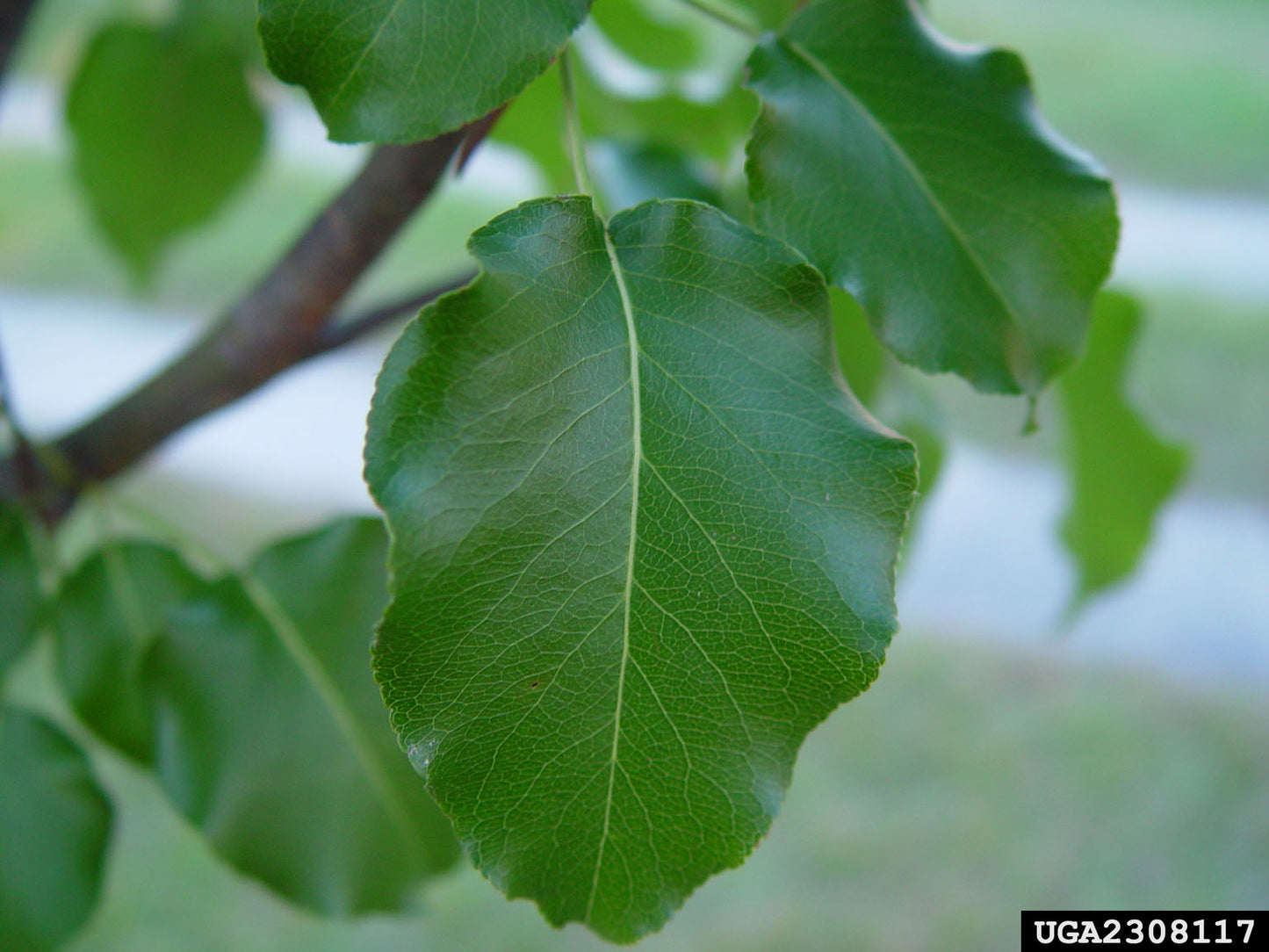 BRADFORD FLOWERING PEAR TREE 15gal