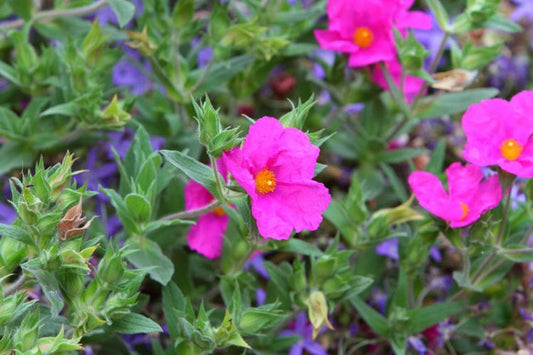 SUNSET MAGENTA ROCKROSE 5gal