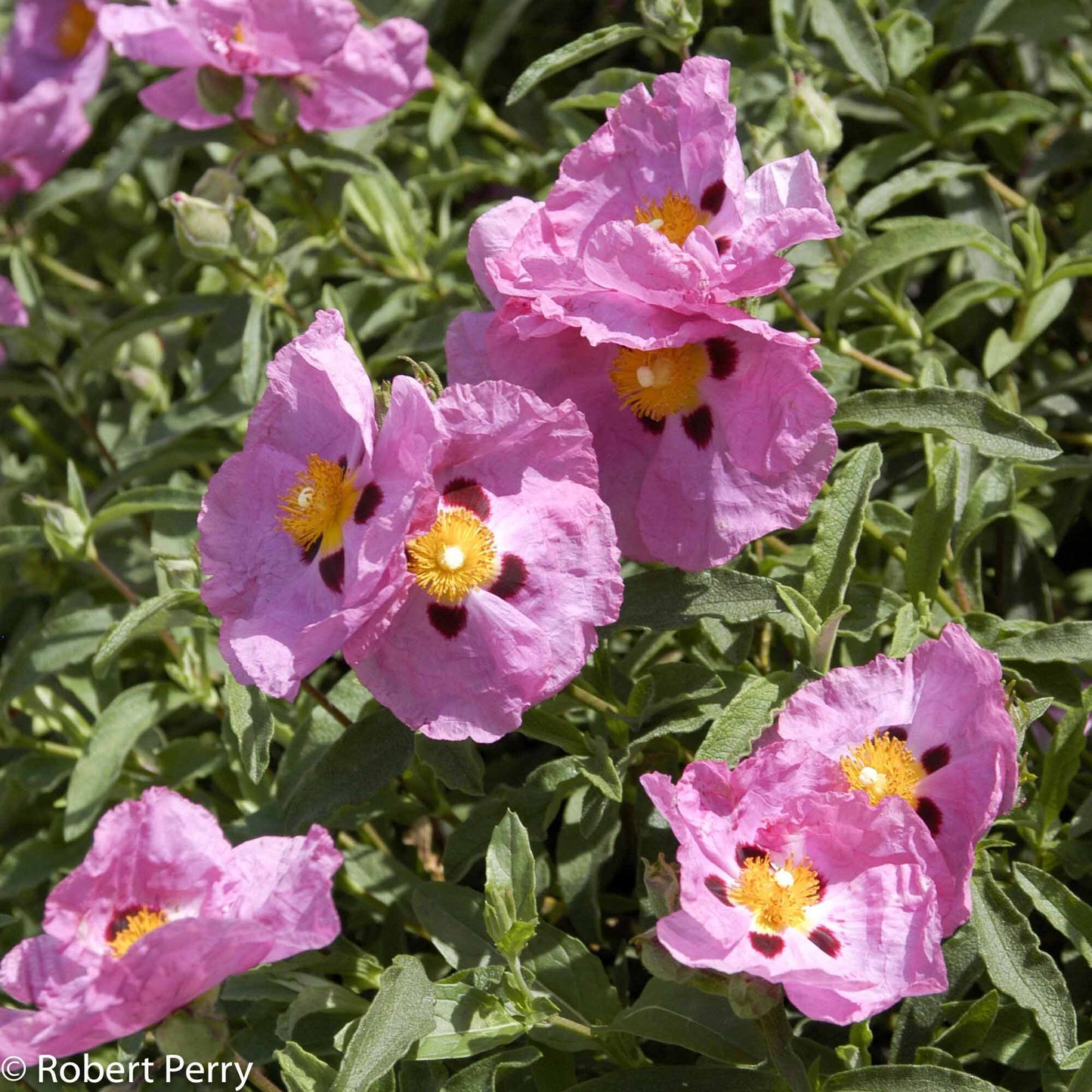ORCHID ROCKROSE 2gal