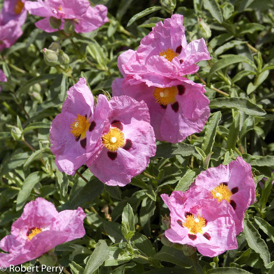 ORCHID ROCKROSE 2gal