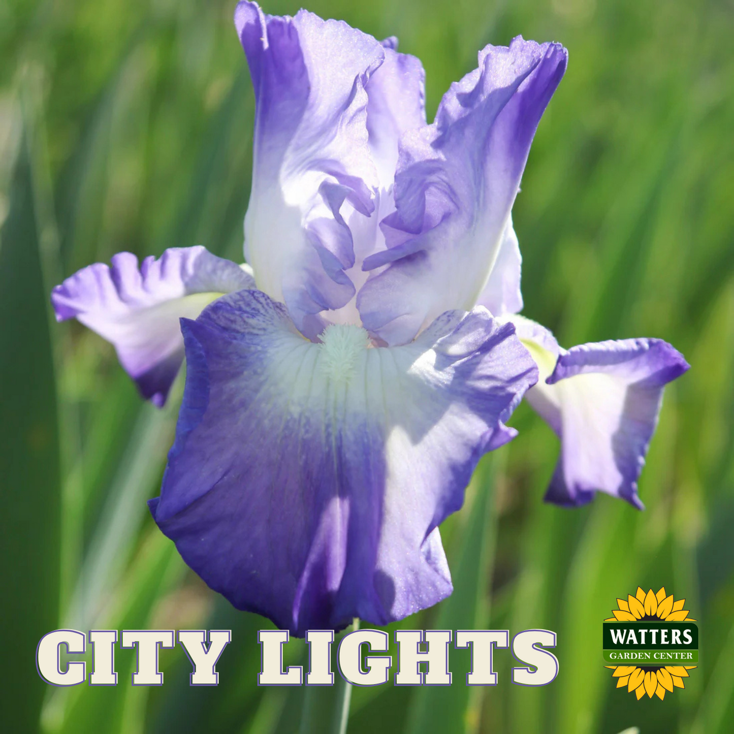 City Lights Bearded Iris - Reblooming