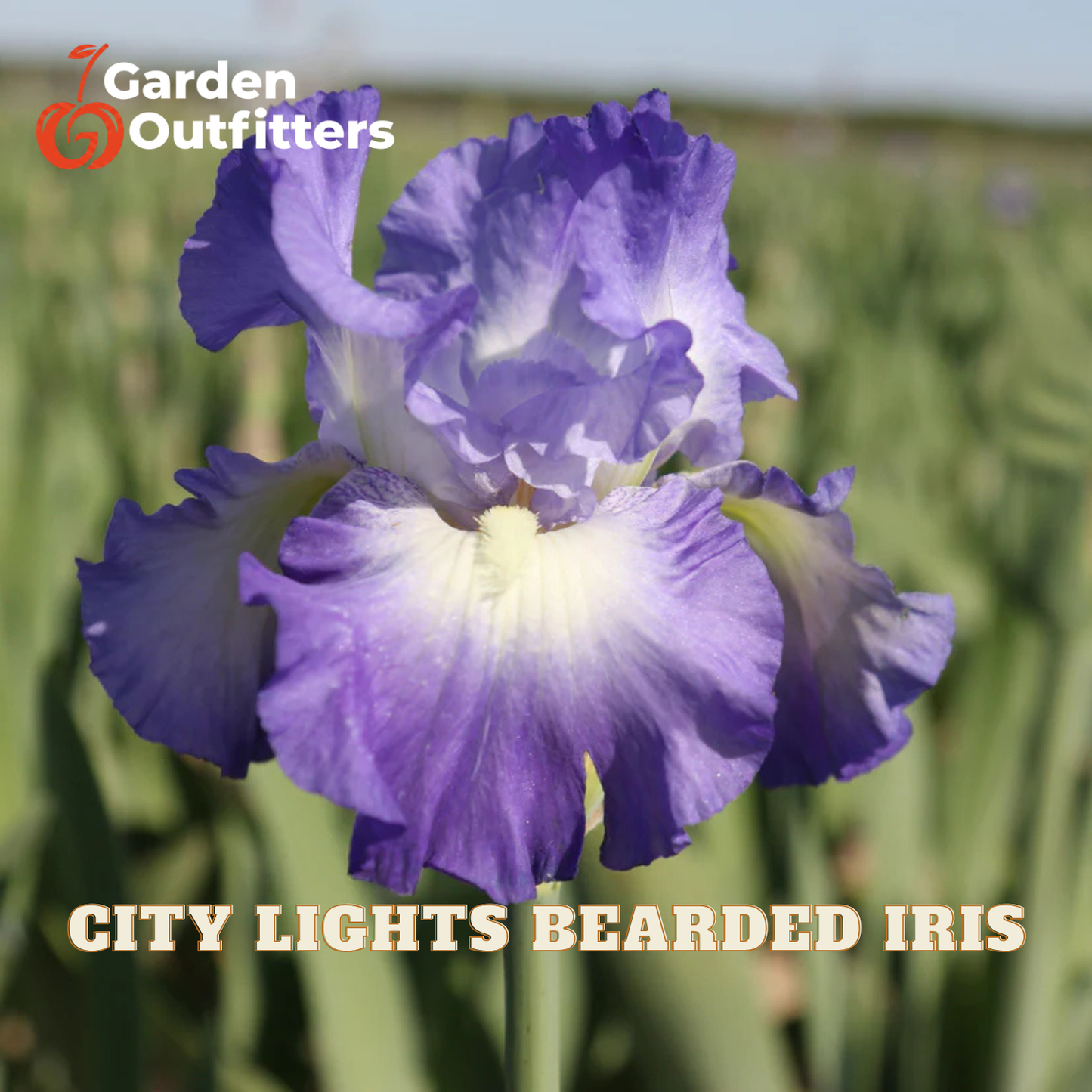 A close-up of a purple and white bearded iris flower in a blurred green field, with the text 'CITY LIGHTS BEARDED IRIS' and a Garden Outfitters logo.
