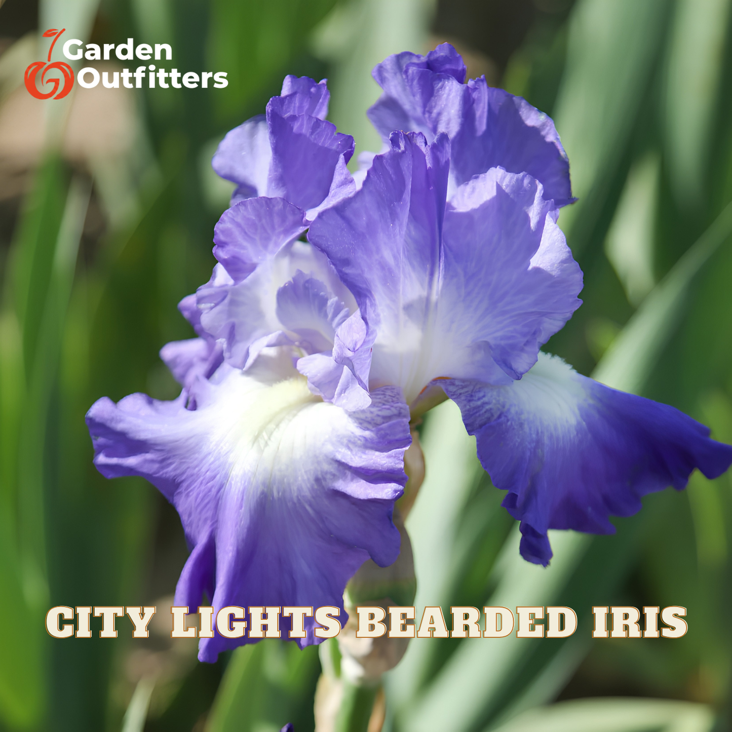 A close-up of a purple and white bearded iris flower with green leaves in the background. The text 'CITY LIGHTS BEARDED IRIS' is displayed at the bottom, and the 'Garden Outfitters' logo is in the top-left corner.