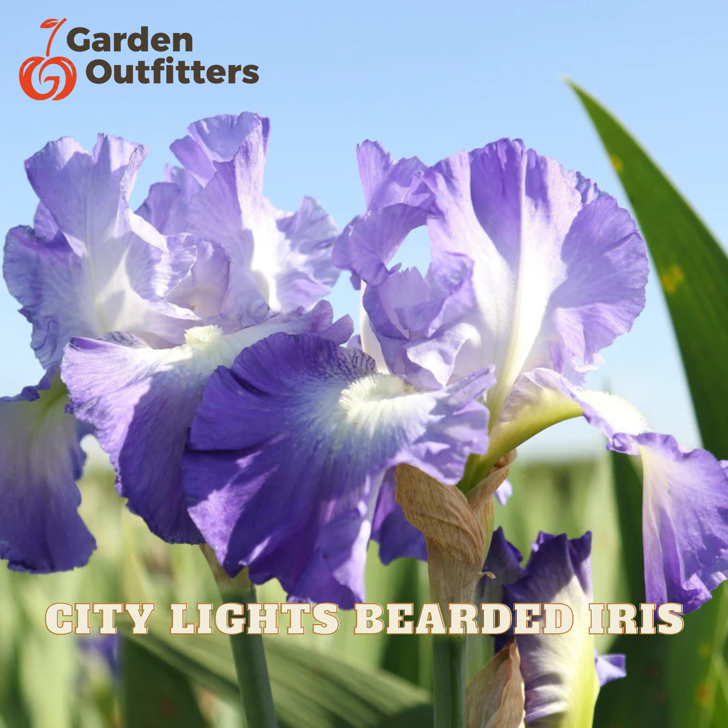 Purple and white bearded iris flowers in bloom with green leaves under a blue sky, featuring the Garden Outfitters logo and 'CITY LIGHTS BEARDED IRIS' text.