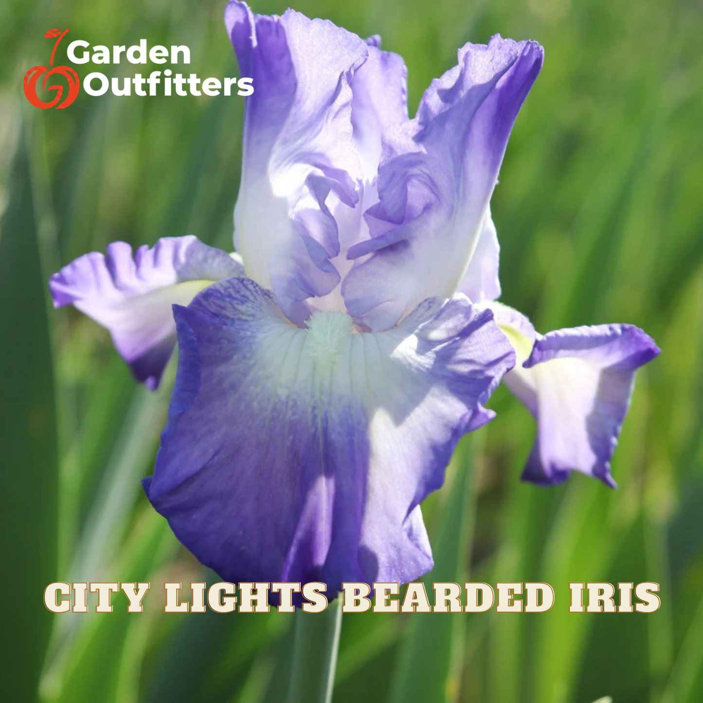 A close-up of a purple and white bearded iris flower in a field, with the text 'CITY LIGHTS BEARDED IRIS' and a 'Garden Outfitters' logo overlaid on the image.