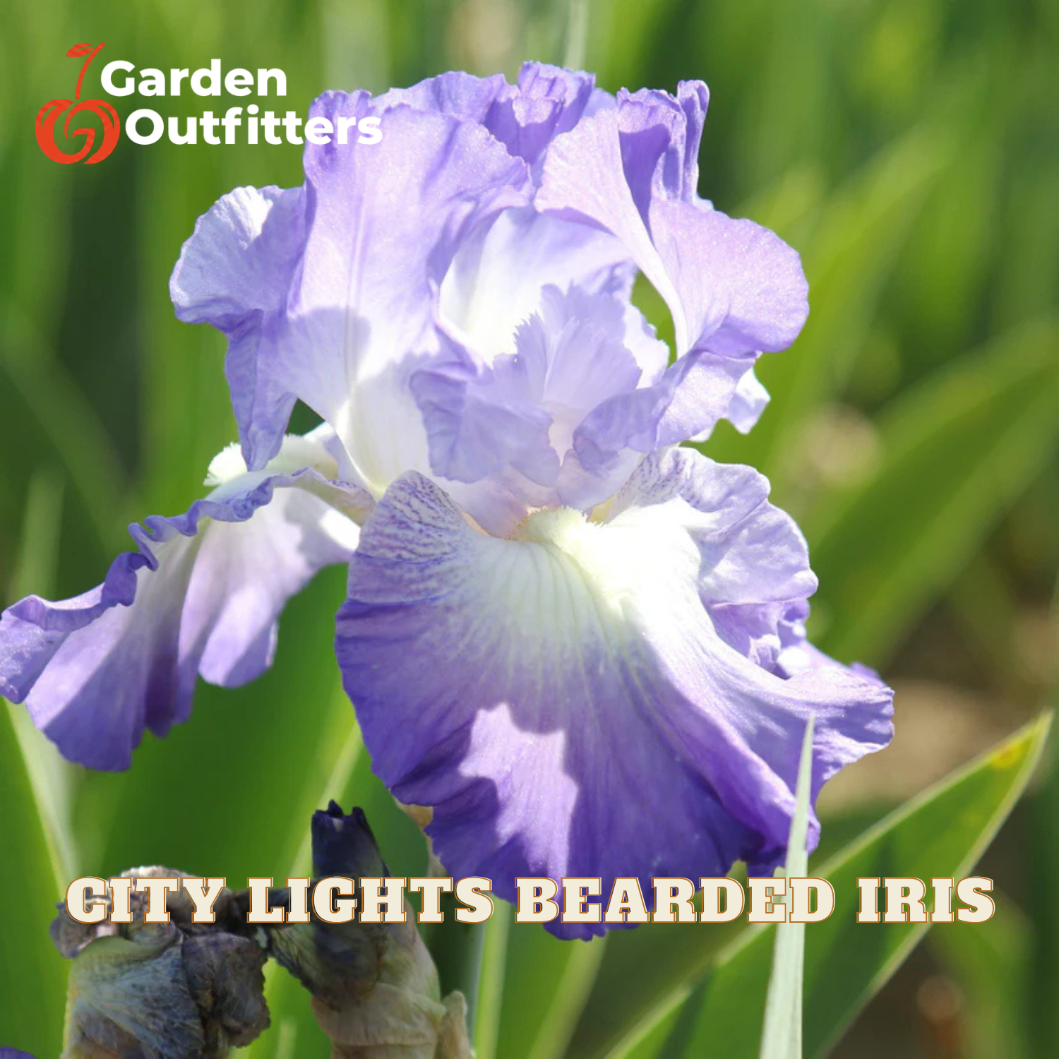 A close-up of a purple and white bearded iris flower with green leaves in the background. The text 'Garden Outfitters' appears in the top left, and 'CITY LIGHTS BEARDED IRIS' is written across the bottom.