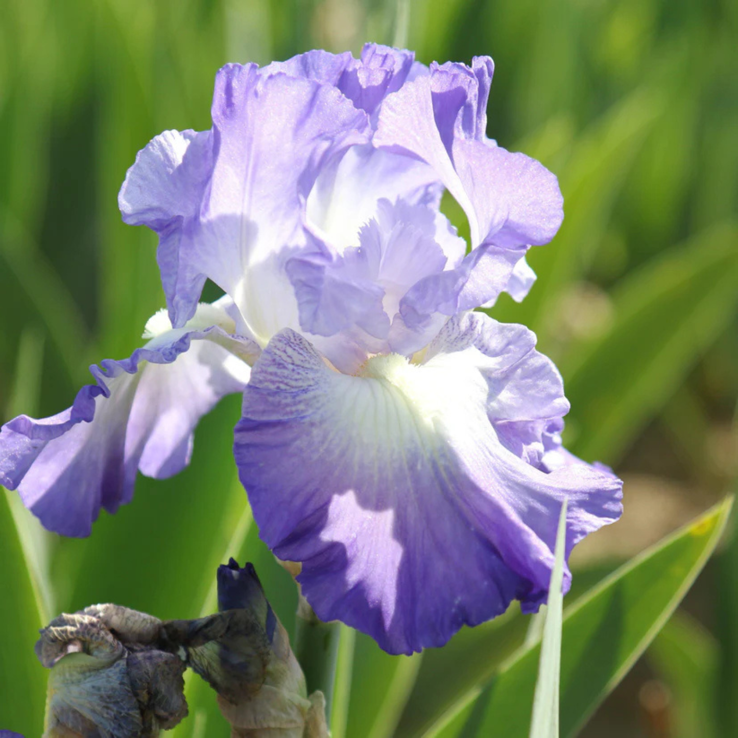 A close-up of a purple and white iris flower in bloom with green leaves and stems blurred in the background.
