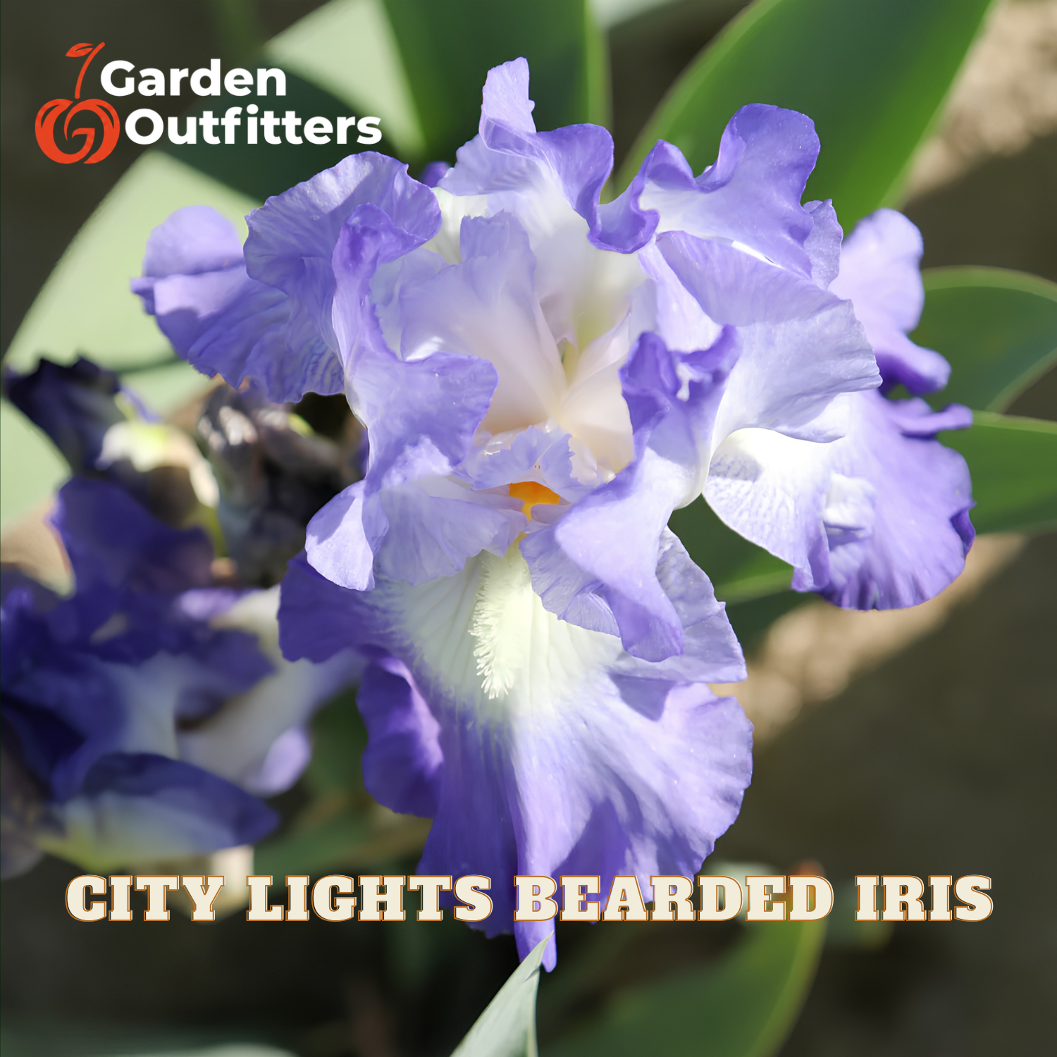 A close-up of a purple and white bearded iris flower with green leaves in the background, featuring the Garden Outfitters logo in the top left and the text 'CITY LIGHTS BEARDED IRIS' at the bottom.