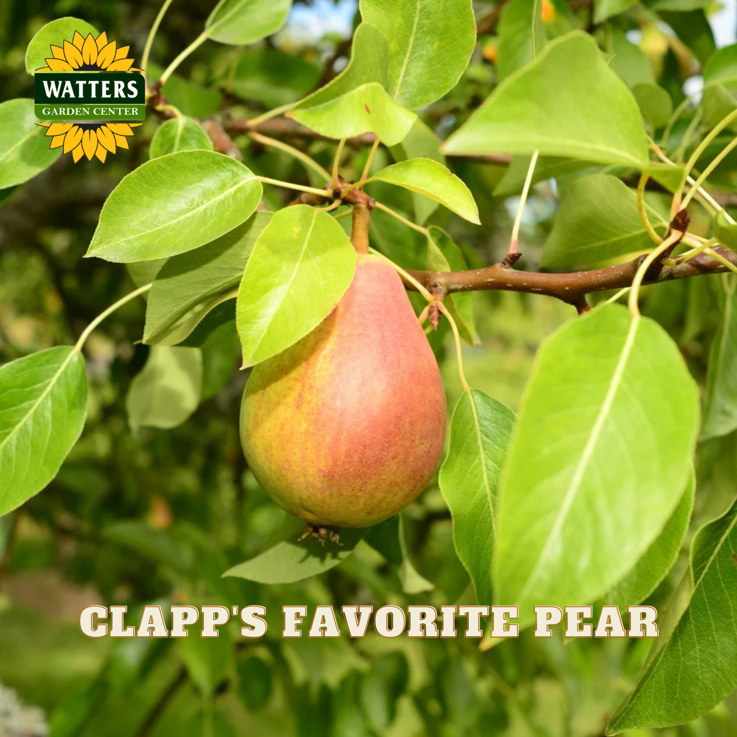 Clapp's Favorite pear on a tree branch with Watters Garden Center logo.