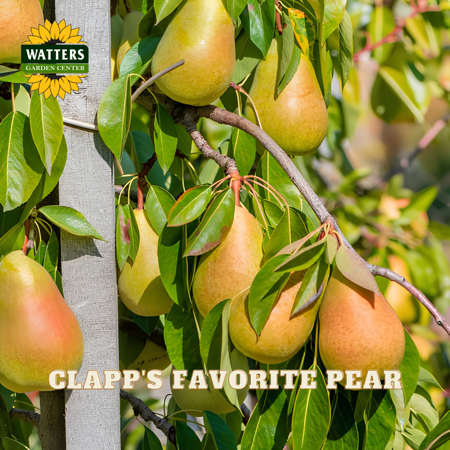 Ripe pears on a tree branch with 'Watters Garden Center' logo and 'Clapp's Favorite Pear' text.