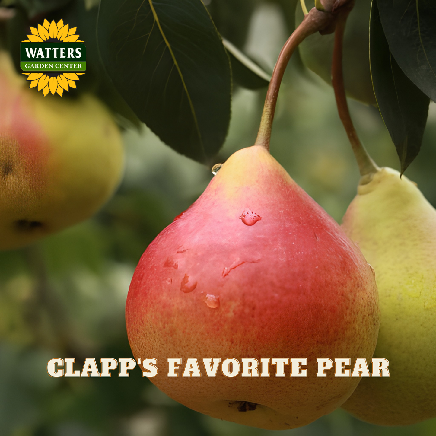 Clapp's Favorite pear hanging from a tree with Watters Garden Center logo.