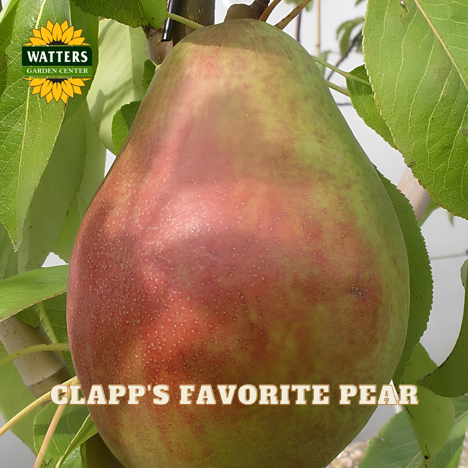 Clapp's Favorite pear on a tree with Watters Garden Center branding.