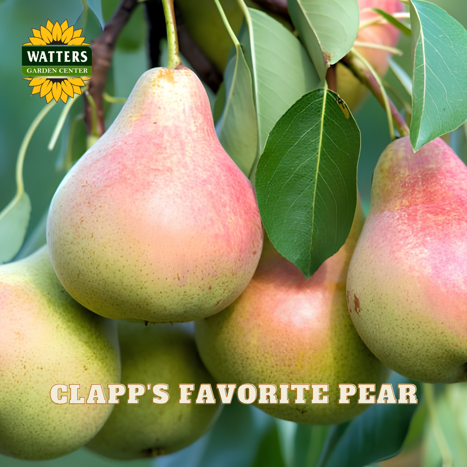 Clapp's Favorite pear hanging from a tree with Watters Garden Center branding.