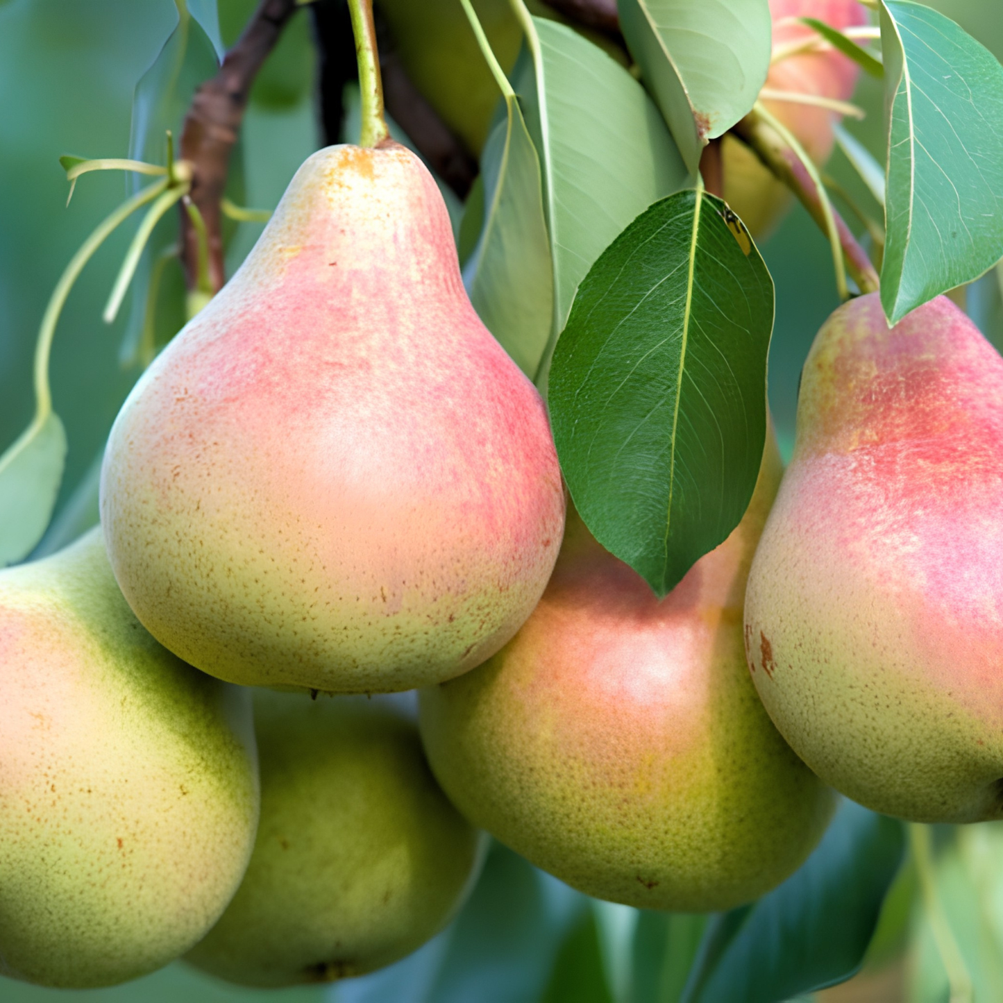 Close-up of pears on a tree branch with green leaves.
