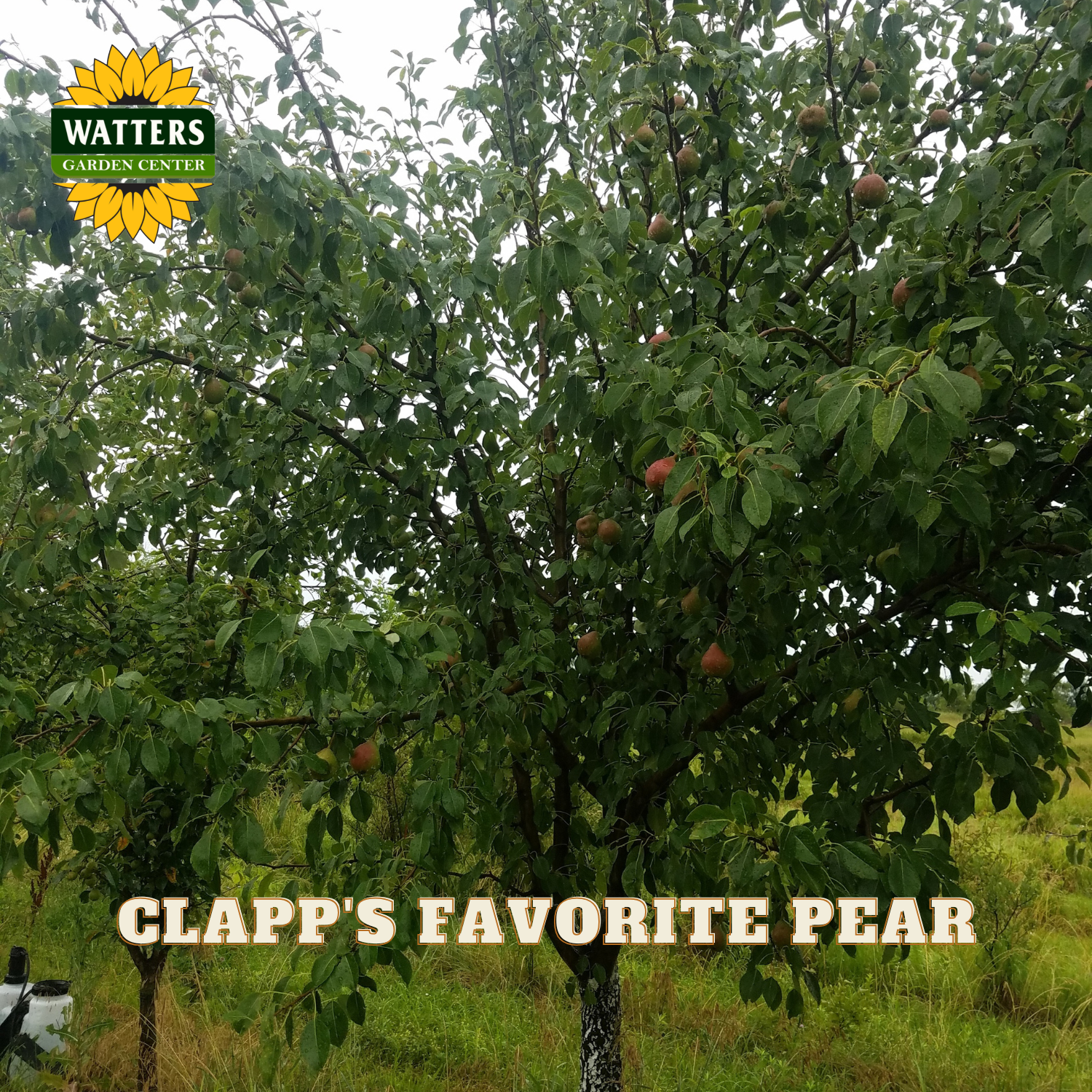 Tree with fruits labeled 'Clapp's Favorite Pear' in a garden setting with Watters Garden Center branding.