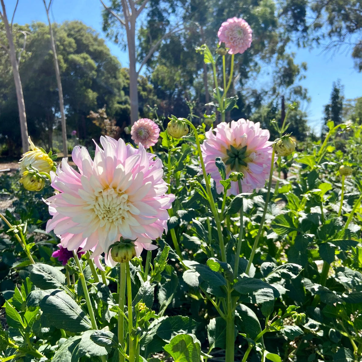 DINNER PLATE DAHLIA 2gal