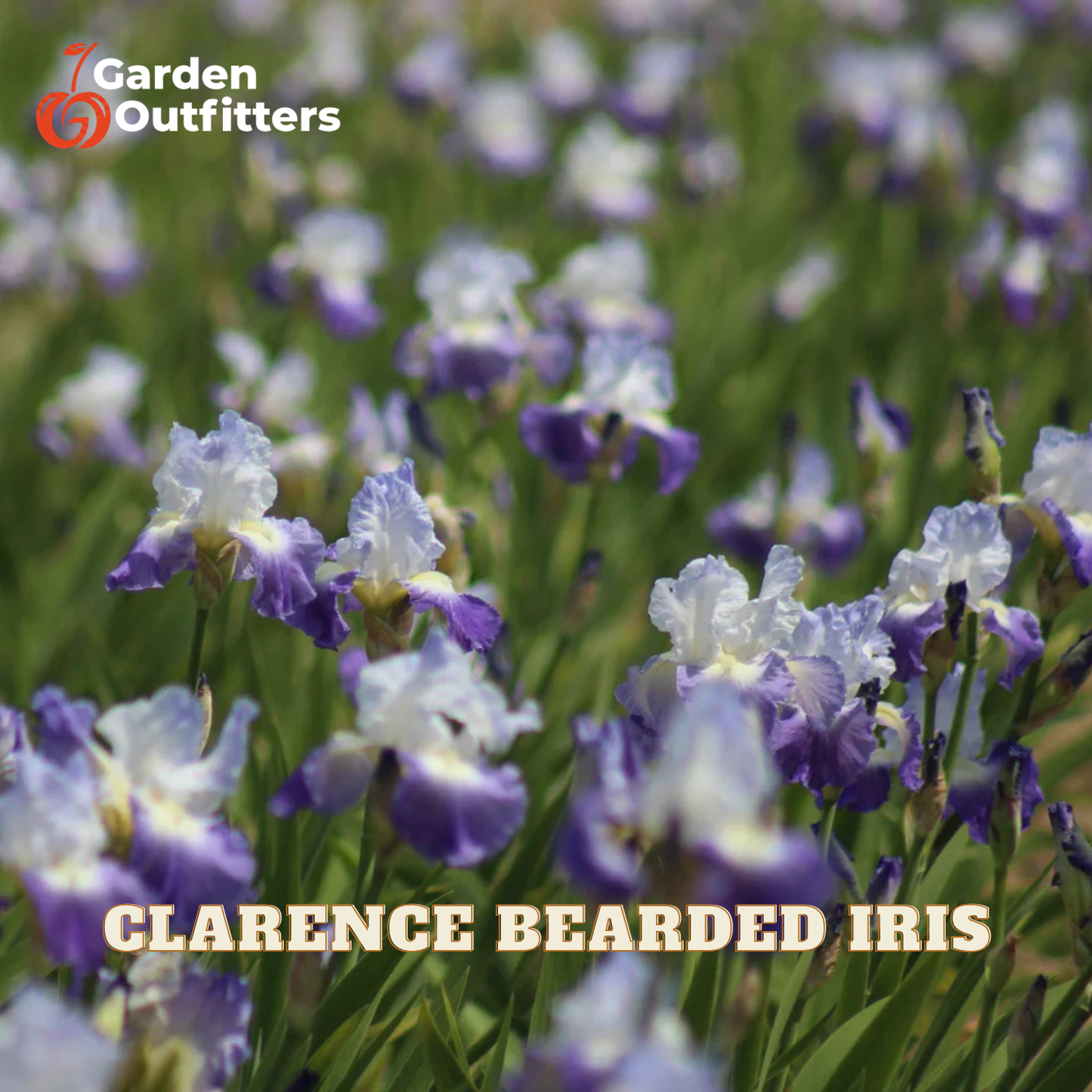 A field of blooming Clarence Bearded Iris flowers with purple and white petals and green foliage, with the Garden Outfitters logo in the top left and 'CLARENCE BEARDED IRIS' text at the bottom.