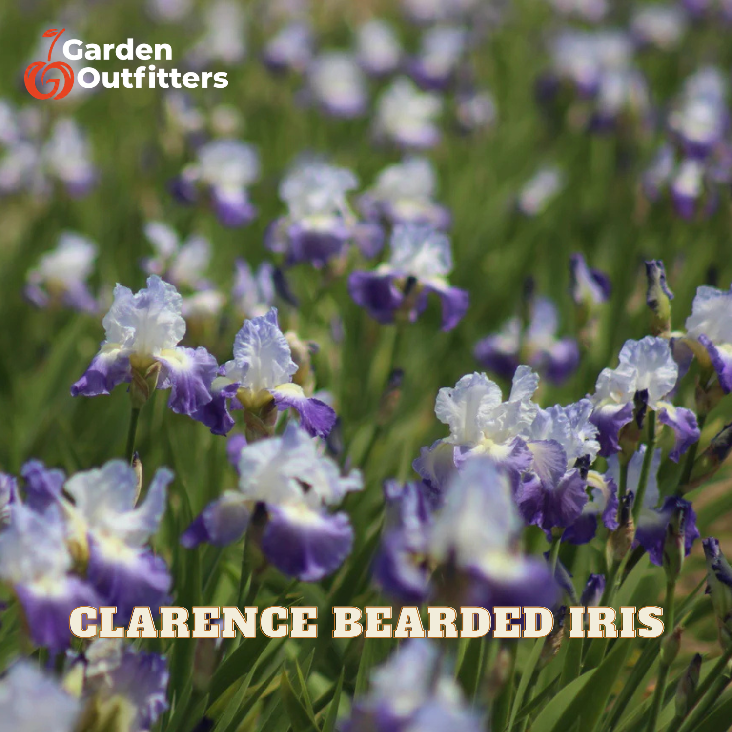 A field of blooming Clarence Bearded Iris flowers with purple and white petals and green foliage, with the Garden Outfitters logo in the top left and 'CLARENCE BEARDED IRIS' text at the bottom.