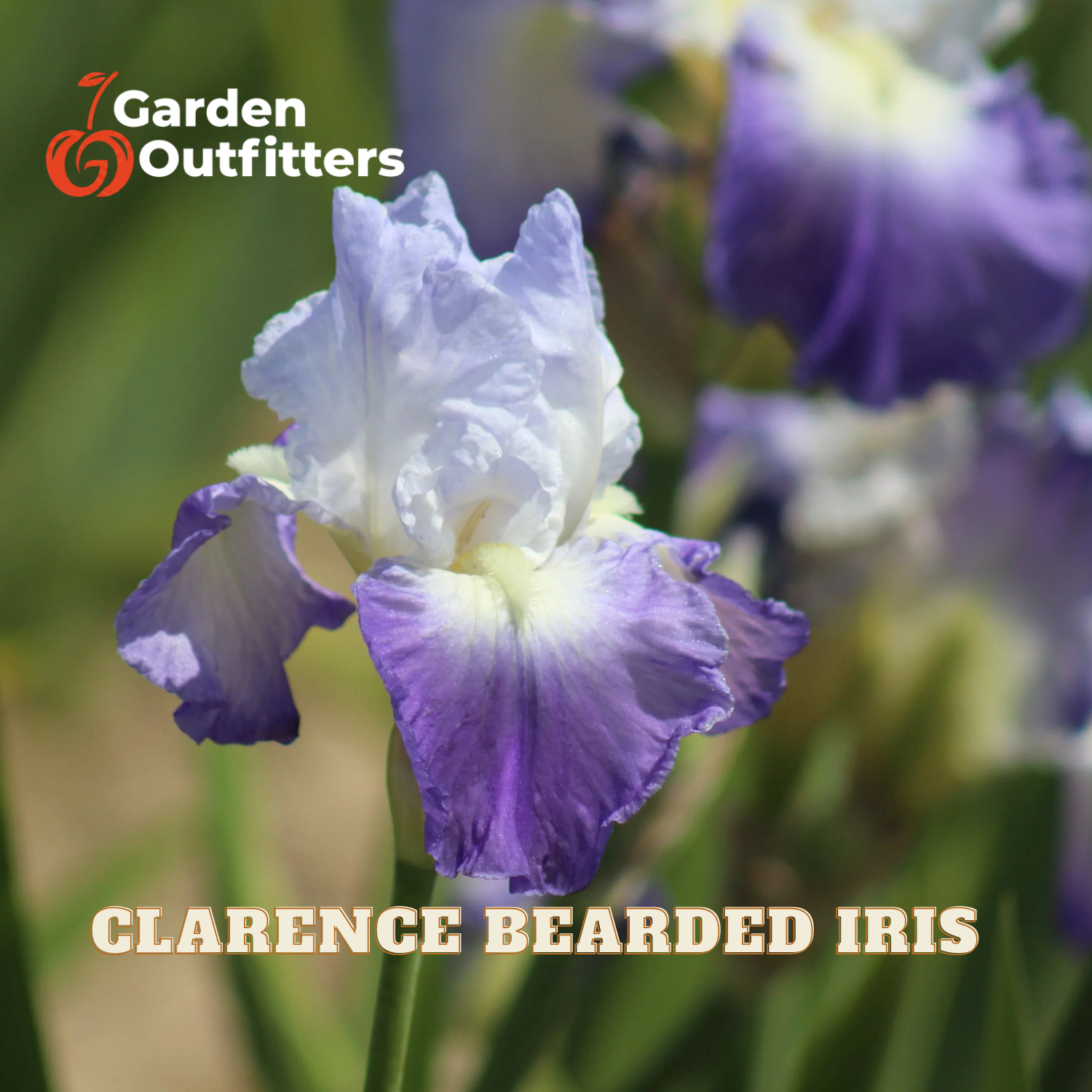 A close-up of a purple and white bearded iris flower with the text 'CLARENCE BEARDED IRIS' and a 'Garden Outfitters' logo on a blurred green background.
