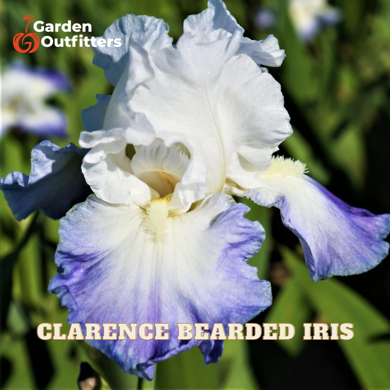 A close-up of a blue and white bearded iris flower with green foliage in the background. The text 'CLARENCE BEARDED IRIS' is displayed at the bottom, and the 'Garden Outfitters' logo is in the top-left corner.