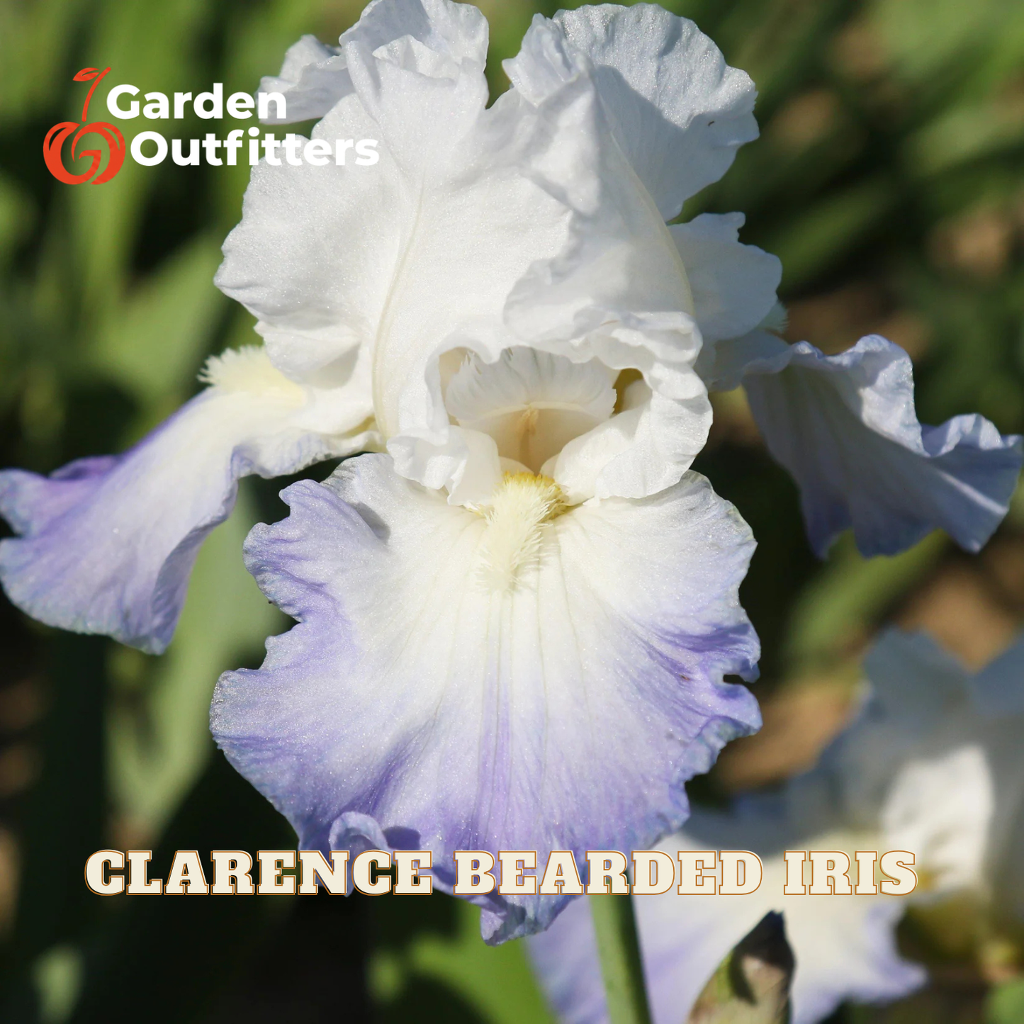 A close-up of a white and light purple bearded iris flower with green foliage in the background. The text 'Garden Outfitters' appears in the top left, and 'CLARENCE BEARDED IRIS' is written at the bottom.