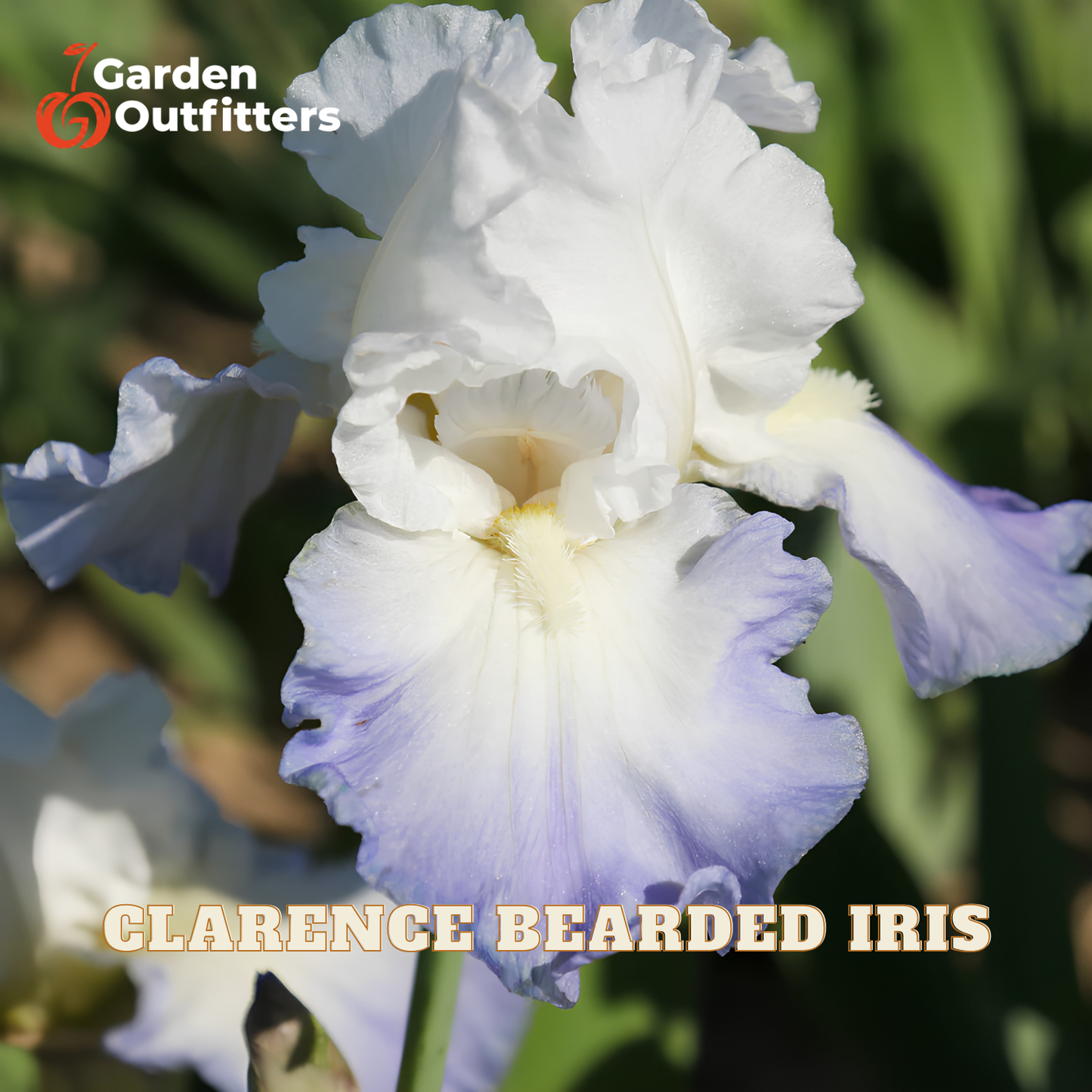 A close-up of a white and pale lavender bearded iris flower with green foliage blurred in the background. The text 'CLARENCE BEARDED IRIS' is overlaid at the bottom, and the 'Garden Outfitters' logo appears in the top-left corner.