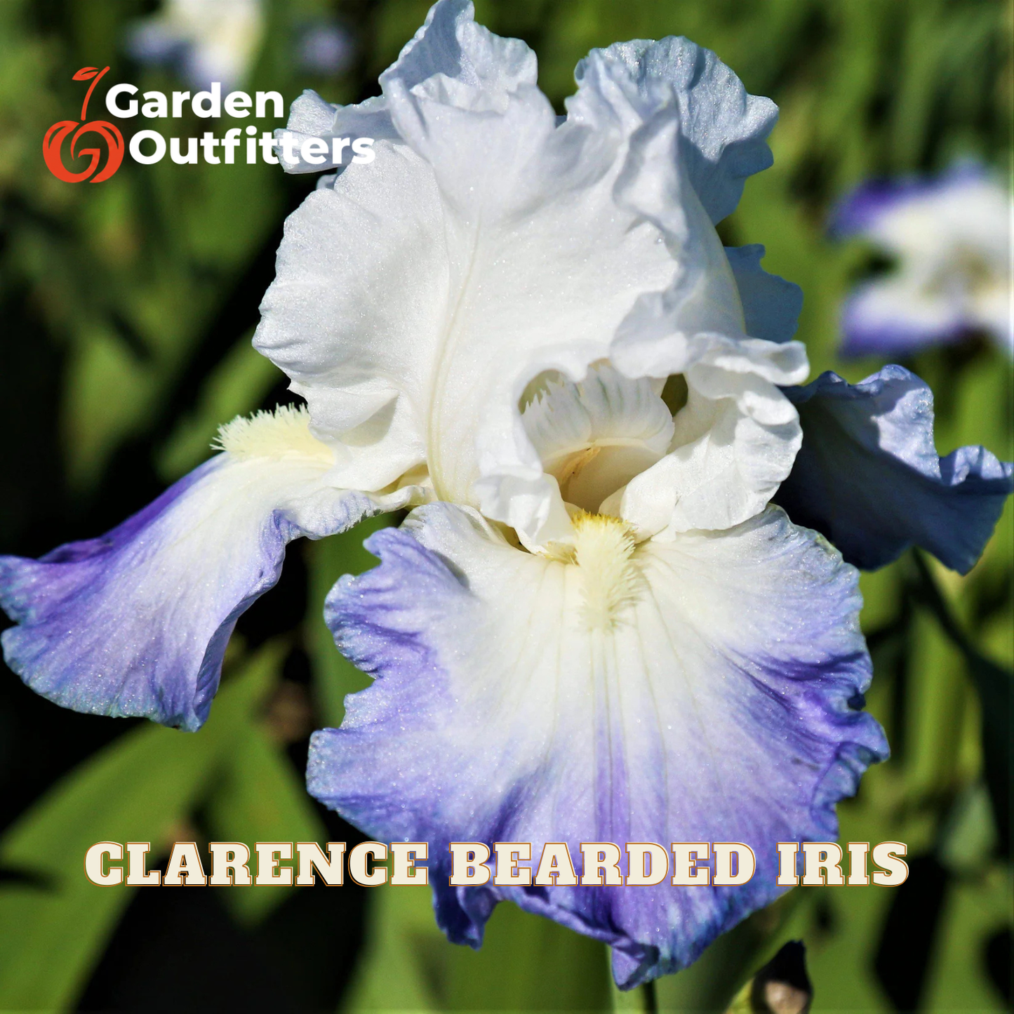 A close-up of a white and blue-purple bearded iris flower with green foliage in the background. The text 'CLARENCE BEARDED IRIS' is displayed at the bottom, and the 'Garden Outfitters' logo is in the top-left corner.