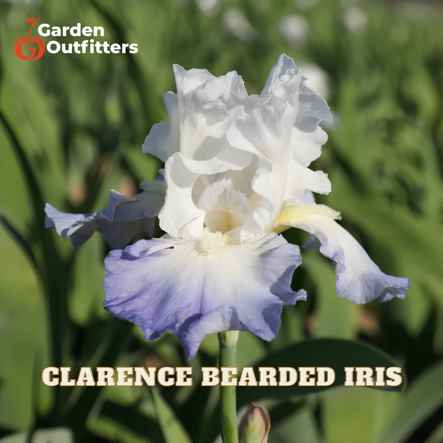 A single Clarence Bearded Iris flower in white and light purple-blue tones with green foliage in the background. The Garden Outfitters logo appears in the top left, and the text 'CLARENCE BEARDED IRIS' appears at the bottom.