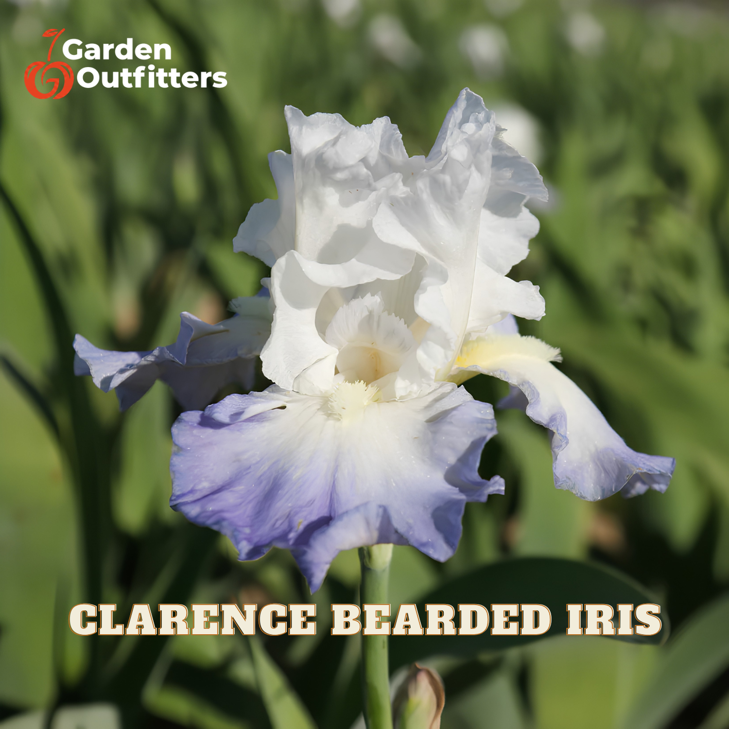 A single Clarence Bearded Iris flower in white and light purple-blue tones with green foliage in the background. The Garden Outfitters logo appears in the top left, and the text 'CLARENCE BEARDED IRIS' appears at the bottom.