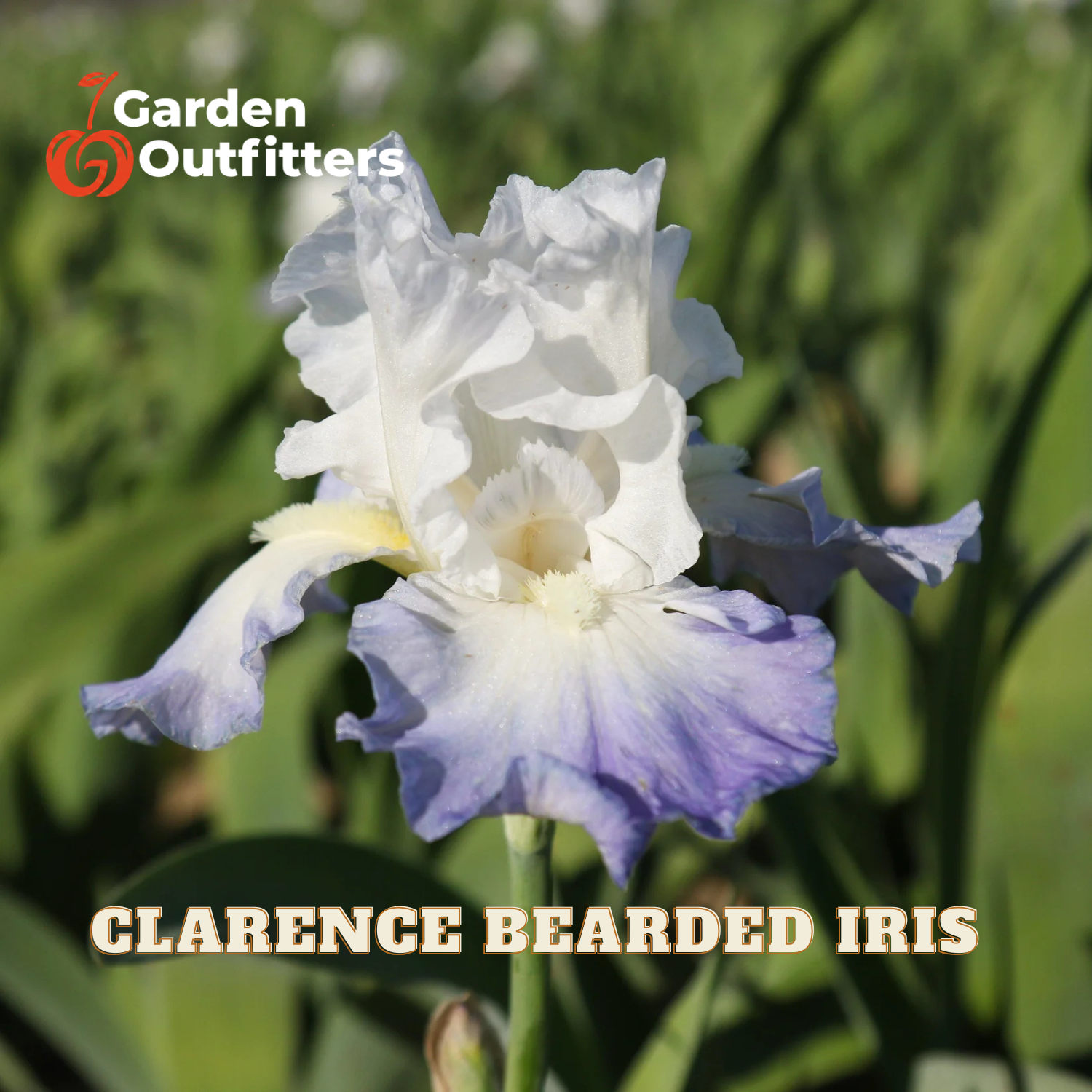 A close-up of a white and light purple iris flower with green leaves in the background. The text 'Garden Outfitters' appears in the top left, and 'CLARENCE BEARDED IRIS' is written at the bottom.
