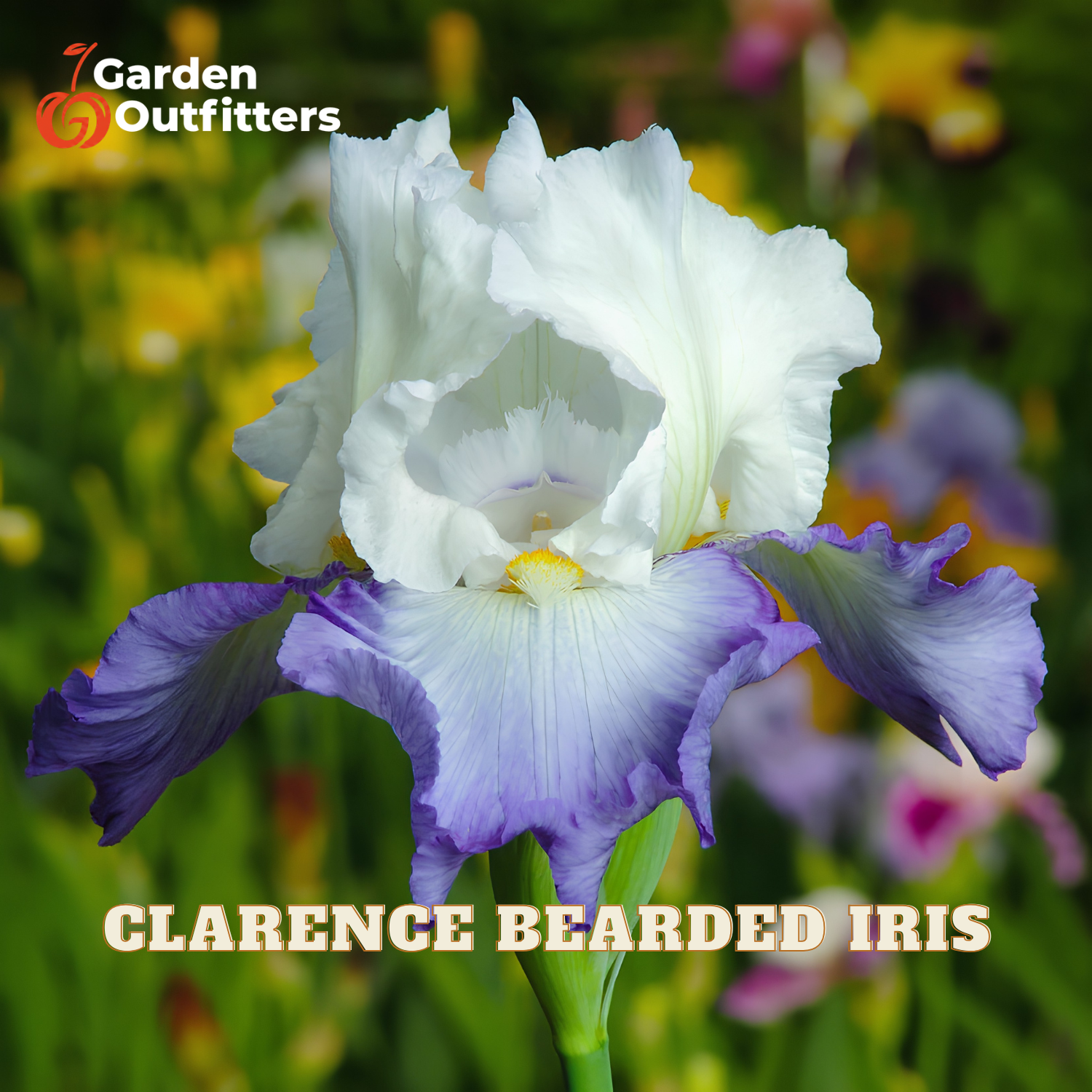A white and purple bearded iris flower in bloom with green foliage in the background, featuring the Garden Outfitters logo and 'CLARENCE BEARDED IRIS' text.