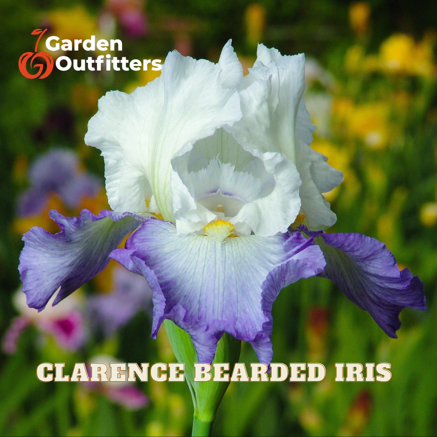 A close-up of a white and purple bearded iris flower in a garden setting, with the text 'Garden Outfitters' and 'CLARENCE BEARDED IRIS' overlaid on the image.