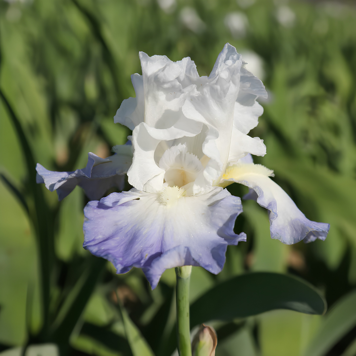 A single white and light purple iris flower in bloom with green leaves and a blurred green garden background.