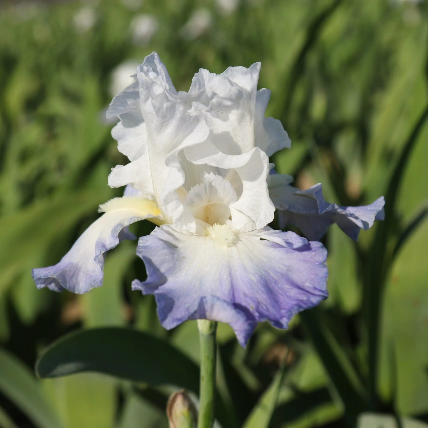 A single white and light purple iris flower in full bloom, photographed outdoors against a soft-focus green foliage background.