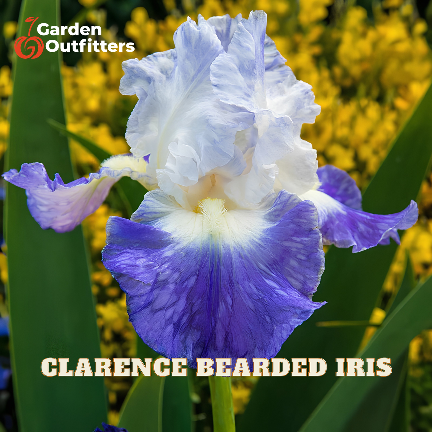 A close-up of a blue and white bearded iris flower in bloom, with green leaves and a blurred yellow flower background. The text 'CLARENCE BEARDED IRIS' is displayed at the bottom, and the 'Garden Outfitters' logo is in the top-left corner.