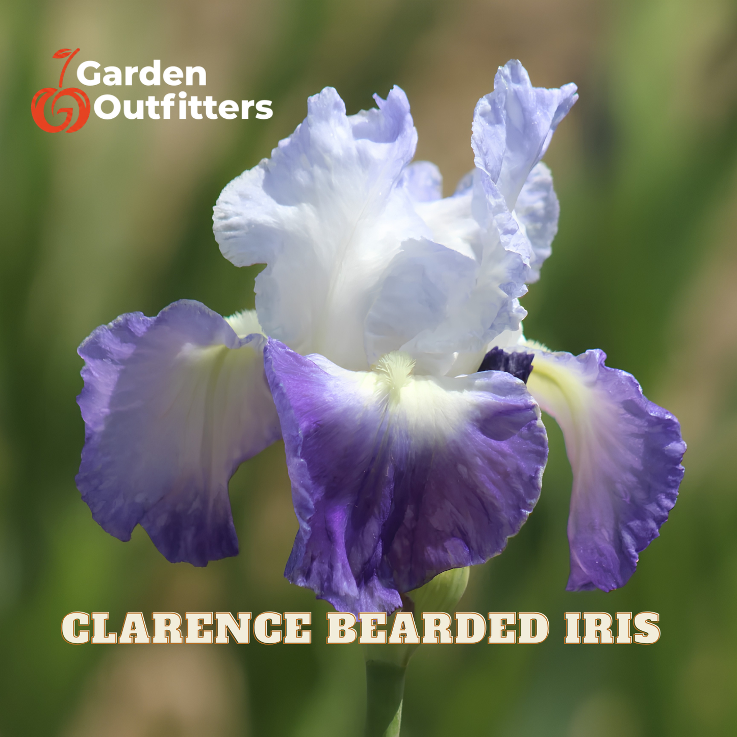 A close-up of a purple and white bearded iris flower with the text 'CLARENCE BEARDED IRIS' and a 'Garden Outfitters' logo on a blurred green background.