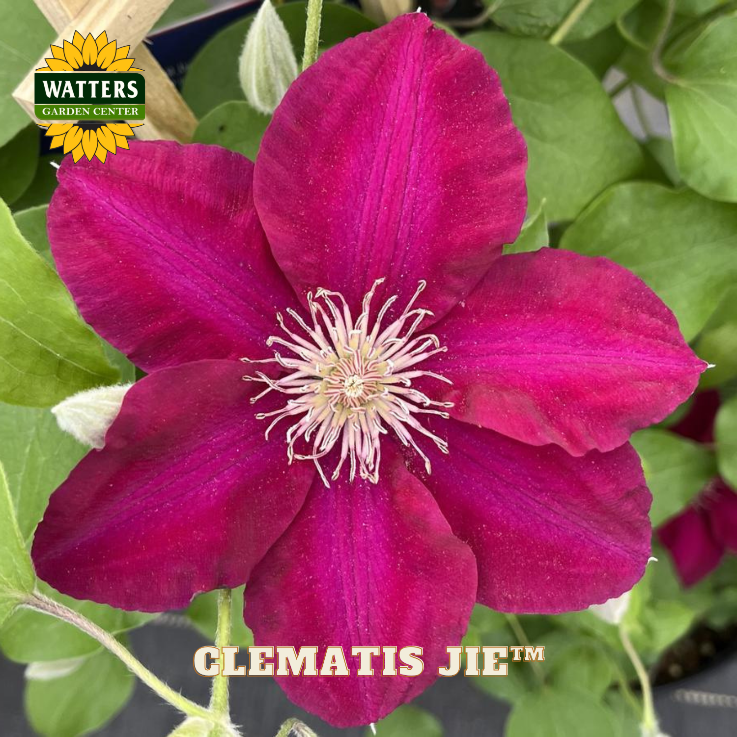 Close-up of a vibrant purple clematis flower with green leaves and Watters Garden Center branding.